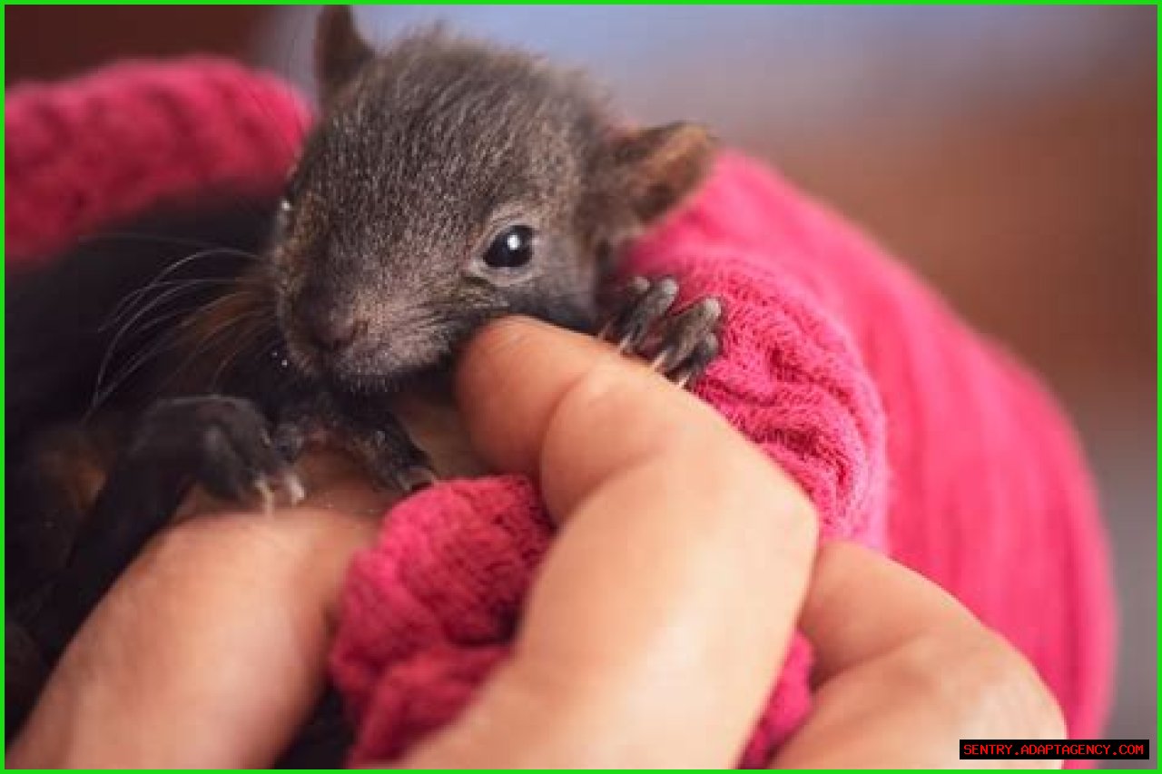   Hope for Wildlife: What happened to Hope Swinimer’s arm?    Sun 31 January 2021 12:33    Helen Williams    